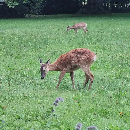 Agermosegaard * Assens